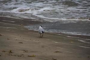 bianca gabbiano a piedi su il spiaggia su un' estate giorno foto