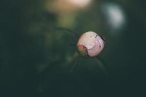 rosa peonia su il sfondo di verde giardini su un' estate giorno foto