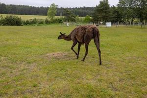 Marrone lama a piedi su verde erba su un' caldo estate giorno foto