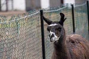 Marrone lama a piedi su verde erba su un' caldo estate giorno foto