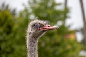 struzzo testa nel avvicinamento contro il fondale di natura foto