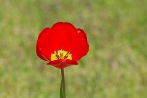 vicino su di rosso tulipano nel giardino foto