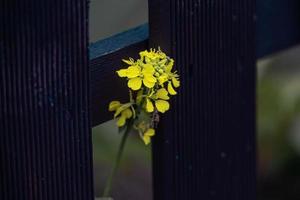 giallo fiore su il sfondo di un' Marrone di legno recinto foto
