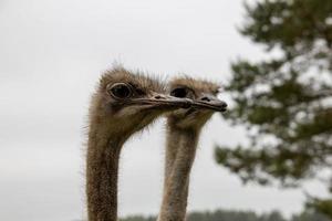 struzzo testa nel avvicinamento contro il fondale di natura foto