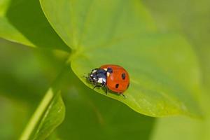 vicino su di rosso coccinella seduta su verde foglia foto