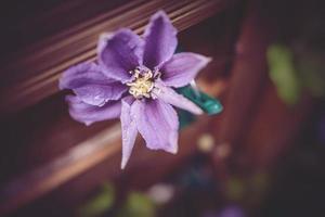 clematide fiore nel il giardino nel avvicinamento foto