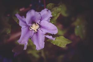 clematide fiore nel il giardino nel avvicinamento foto