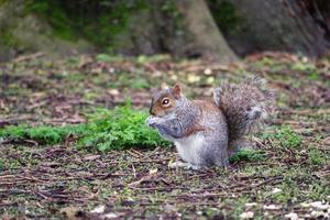 carino scoiattolo In cerca di per cibo nel il parco foto