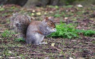 carino scoiattolo In cerca di per cibo nel il parco foto