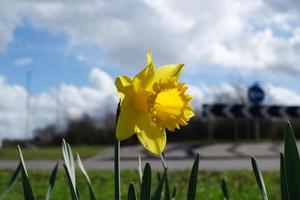 Basso angolo Visualizza di Locale pubblico parco e bellissimo alberi un' chiaro e freddo giorno di 22-marzo-2023 a luton cittadina di Inghilterra UK. foto