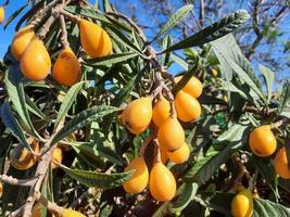 simpatico nespolo albero con molti frutta foto