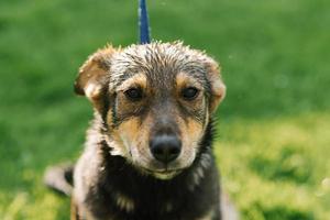 un' triste misto razza cane sembra triste dopo il pioggia e è guardare per proprietari nel il canile foto
