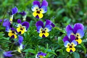 blu viola del pensiero fiori o heartsease viola tricolore nel estate giardino foto