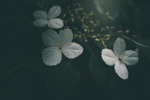 bianca piccolo fiore su il cespuglio nel il giardino foto