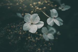 bianca piccolo fiore su il cespuglio nel il giardino foto