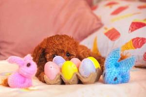 su il letto bugie un' festivo Pasqua decorazione - dipinto uova e a maglia luminosa lepri, nel il sfondo bugie un' piccolo maltipoo cucciolo foto