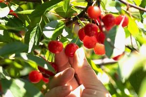 rosso maturo cuore ciliegie sospeso su il ramo di un' ciliegia albero, circondato di verde le foglie e altro ciliegie nel il sfondo foto