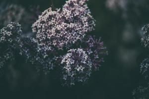 viola lilla tra il verde le foglie su il cespuglio nel il primavera giardino foto