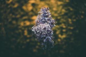 viola lilla tra il verde le foglie su il cespuglio nel il primavera giardino foto