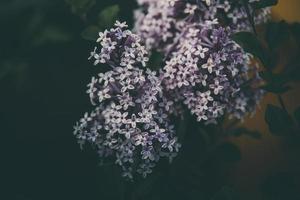 viola lilla tra il verde le foglie su il cespuglio nel il primavera giardino foto