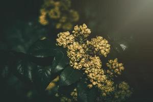 giallo primavera fiore contro il fondale di verde le foglie nel il caldo pomeriggio sole foto