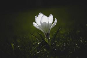 primavera fiori crochi nel il giardino nel il caldo raggi di il pomeriggio sole foto