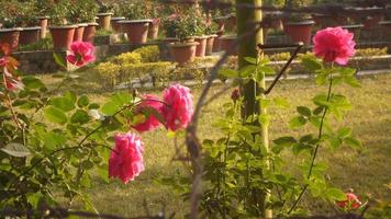 bellissimo grande fioritura rosso rosa giardino nel pieno fioritura nel un' giardino nel bangladesh, Asia foto