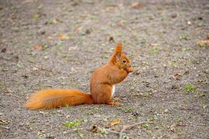 poco rosso scoiattolo nel un' naturale habitat nel il città parco foto