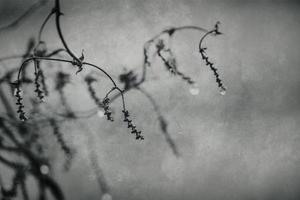 gocce di pioggia su un' ramo di un' spoglio albero nel avvicinamento nel gennaio foto