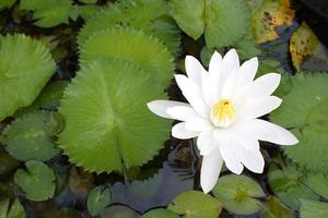 il loto fiore è un' simbolo di buddismo. foto