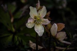 primavera pallido rosa elleboro contro il sfondo di buio verde le foglie nel il parco foto