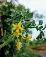 selettivo messa a fuoco di pomodoro fiori nel giardino su sfocato sfondo foto