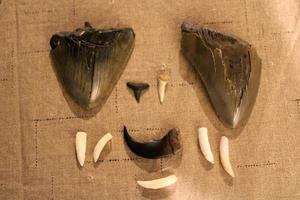 megalodon squali denti collezione foto