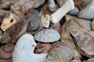 un' mucchio di fossile posato su su un' tavolo con un' buio sfondo. foto