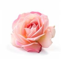 rosa fiore isolato. illustrazione ai generativo foto