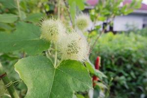 selettivo messa a fuoco per crudo verde frutta di scarlatto fiore della passione, puzzolente fiore della passione passiflora fetida. nel indonesiano esso è chiamato markisa capanna, morbido messa a fuoco foto