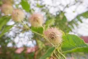 selettivo messa a fuoco per crudo verde frutta di scarlatto fiore della passione, puzzolente fiore della passione passiflora fetida. nel indonesiano esso è chiamato markisa capanna, morbido messa a fuoco foto