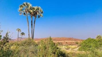 oasi nel il vasto deserto foto