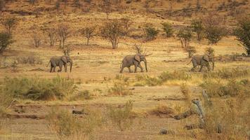 tre deserto elefanti camminare di nel un' distanza kaokoveld namibia foto