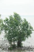 il alberi In piedi su il sabbia vicino il fiume. foto
