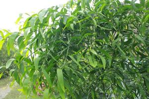 acacia longifolia avvicinamento di un' pianta con verde le foglie foto