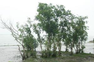 il alberi In piedi su il sabbia vicino il fiume. foto