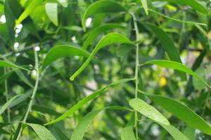 acacia longifolia avvicinamento di un' pianta con verde le foglie foto