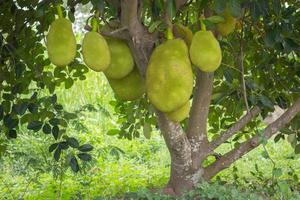 Jack frutta sospeso nel alberi nel un' tropicale frutta giardino foto