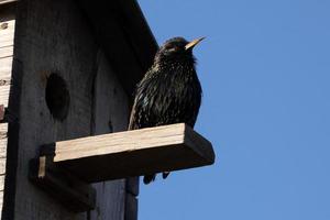 storno seduta su un' birdhouse contro un' blu cielo foto