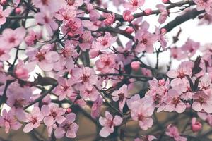 fowers di il ciliegia o Mela fiore. sakura fiore. foto