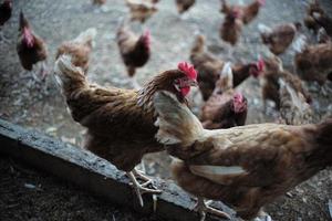 messa a fuoco selettiva sulla gallina tra un gruppo di galline della fattoria foto