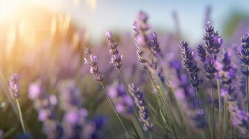 lavanda campo. illustrazione ai generativo foto