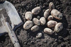 biologico patate e pala su il terra, superiore Visualizza foto