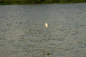 movimento sfocato uccelli che volano sopra la superficie del fiume foto